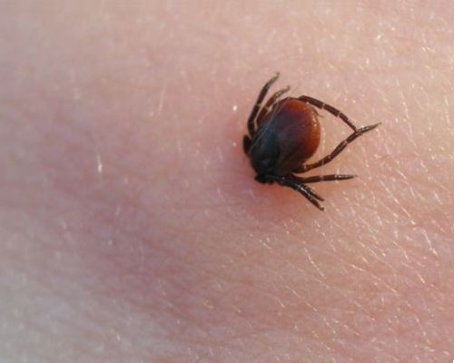 Autors:  https://www.flickr.com/photos/mplonsky