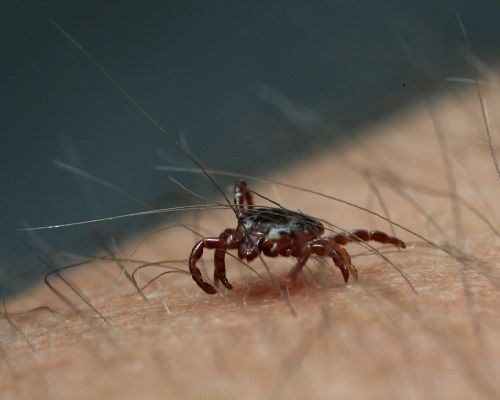 Autors: Foto: https://www.flickr.com/photos/courtneycelley/