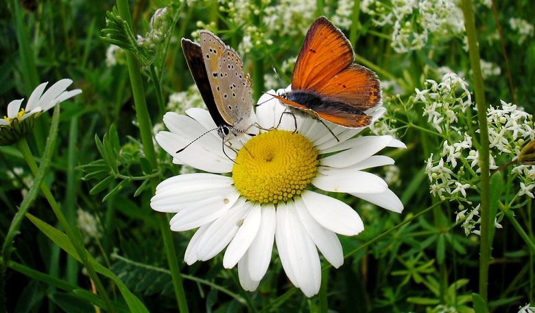 Autors: www.nianse.lv