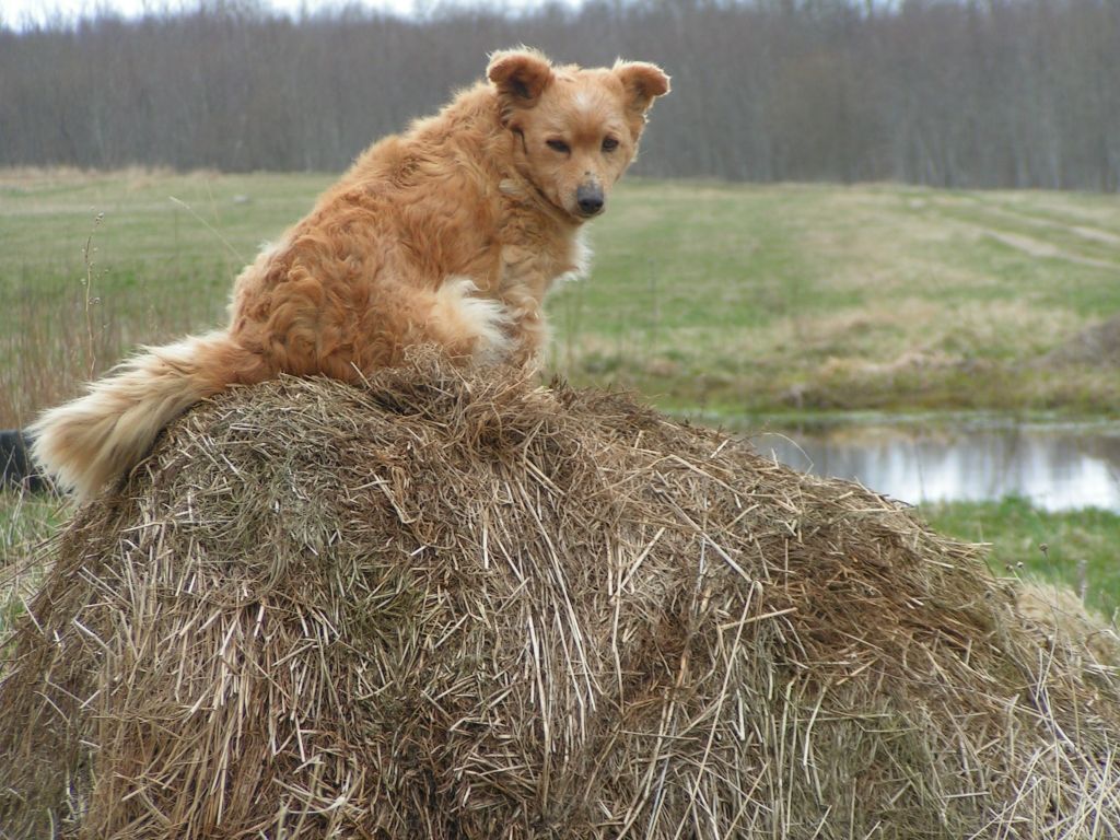 Autors: Dainis Ģelzis