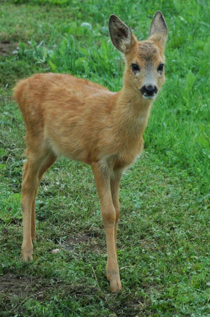 Autors: Dainis Ģelzis