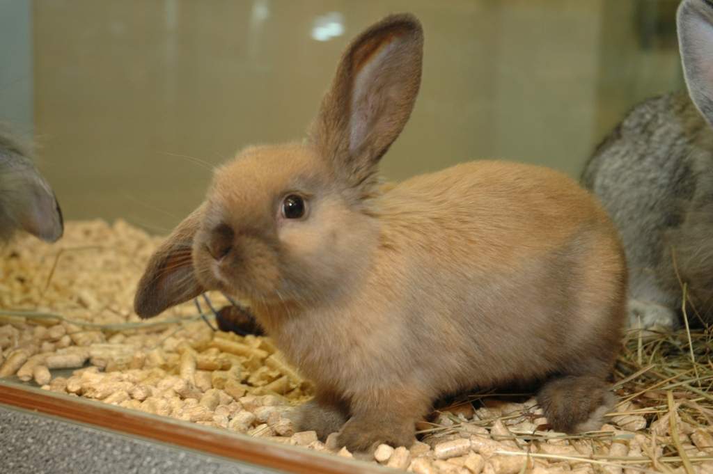 Autors: Dainis Ģelzis