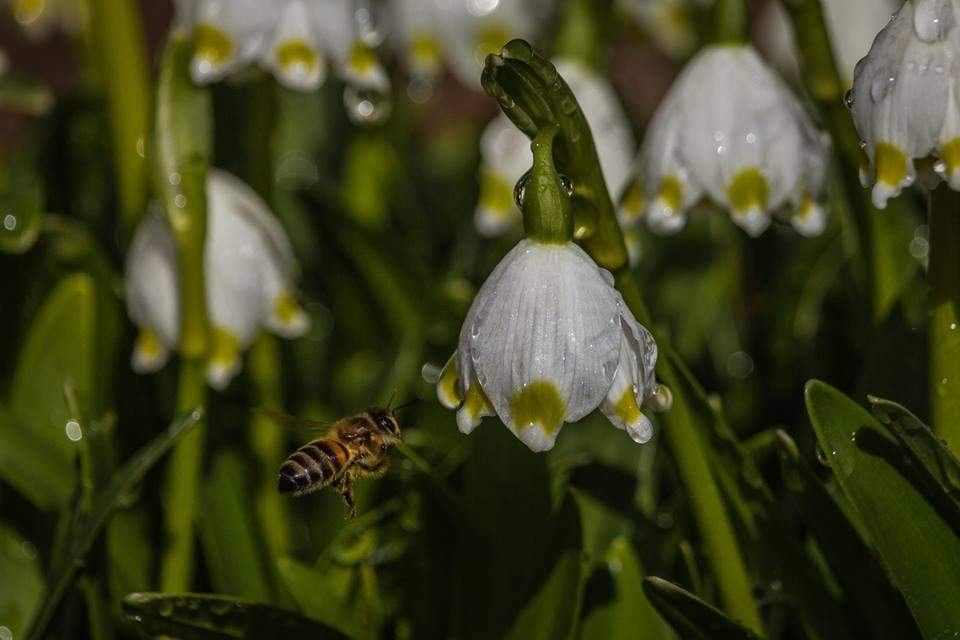 Autors: Raitis Karlsons