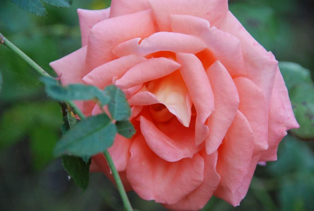 Autors: Dainis Ģelzis