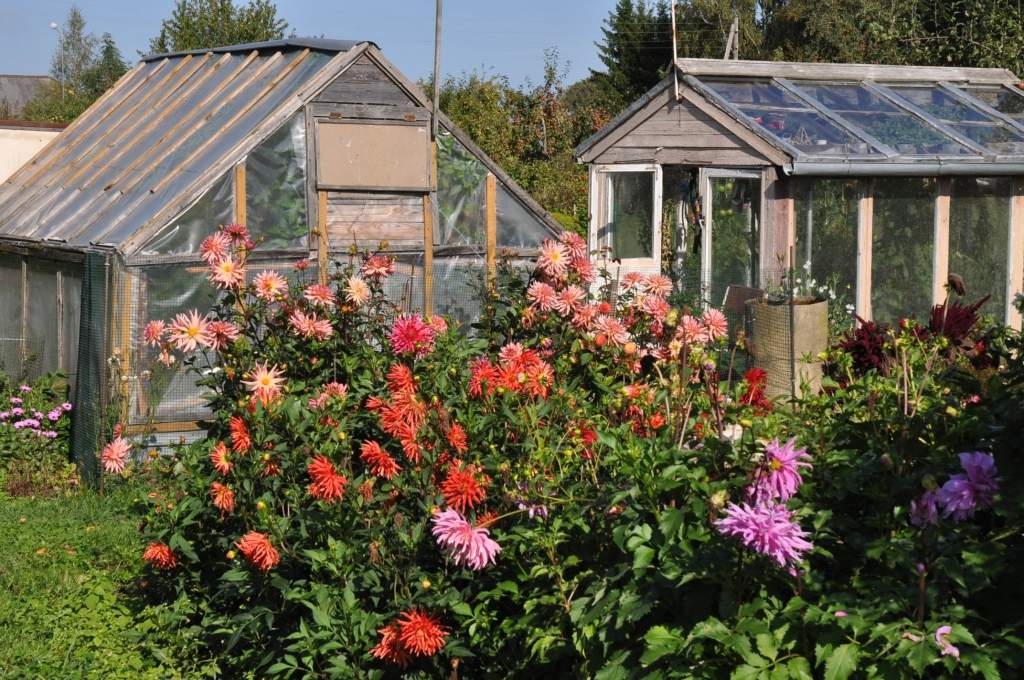 Autors: Dainis Ģelzis