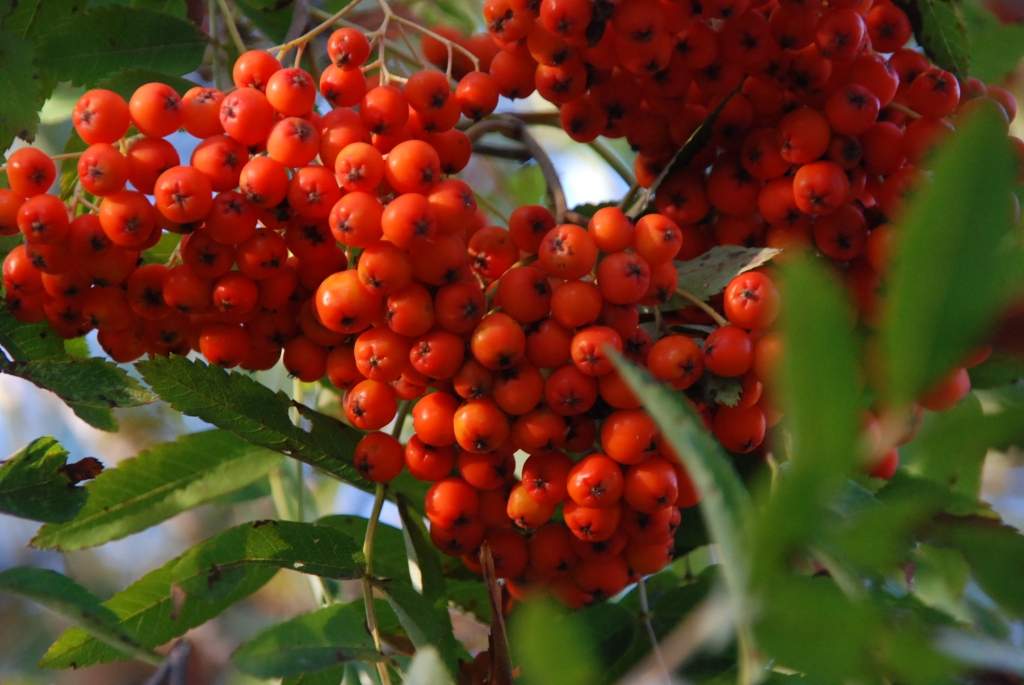 Autors: Dainis Ģelzis