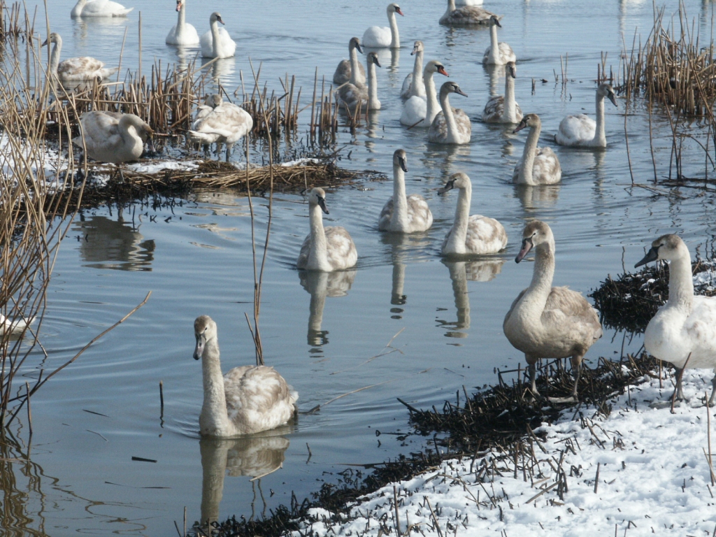 Autors: Dainis Ģelzis