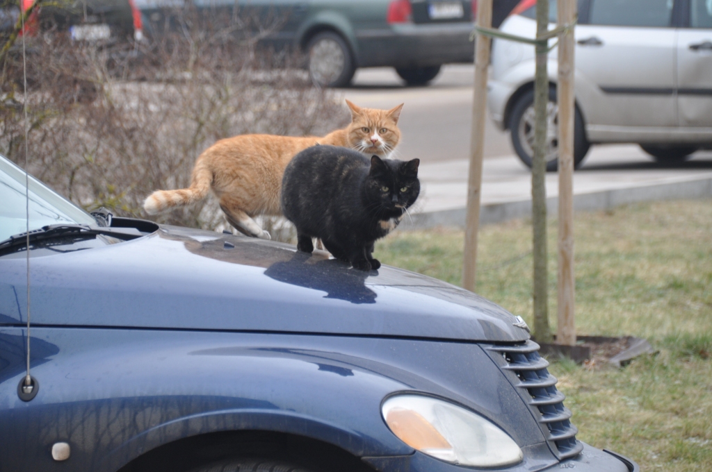 Autors: Dainis Ģelzis