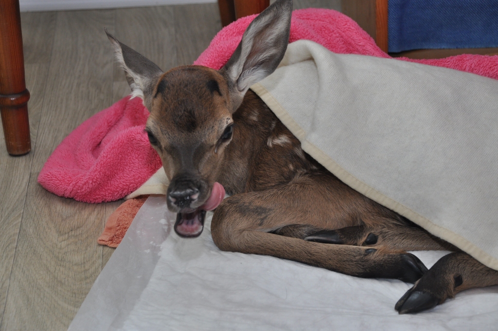 Autors: Dainis Ģelzis