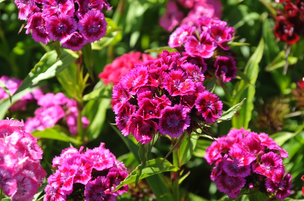 Autors: Dainis Ģelzis