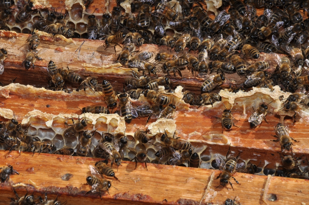 Autors: DAINIS ĢELZIS