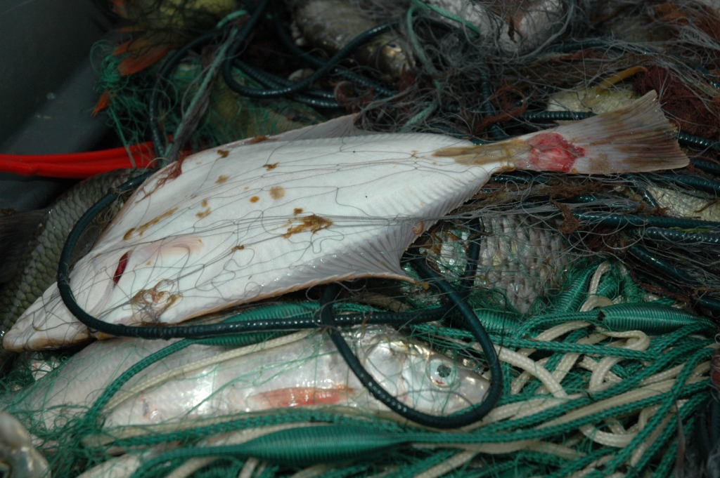 Autors: DAINIS ĢELZIS