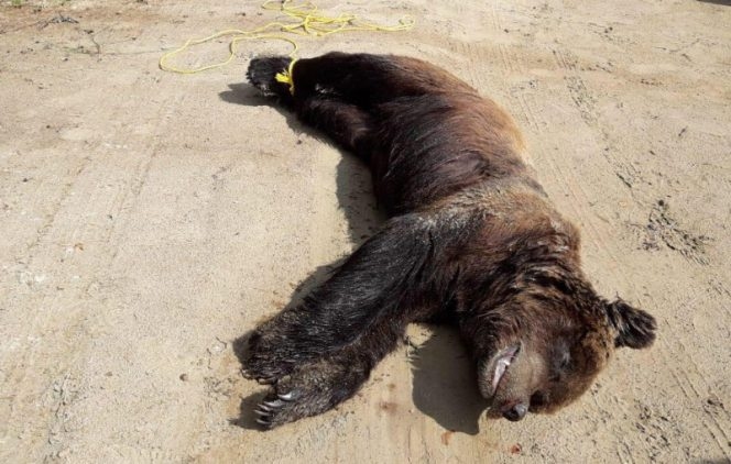 Autors: Dzintars Ozols, Dabas aizsardzības pārvaldes inspektors