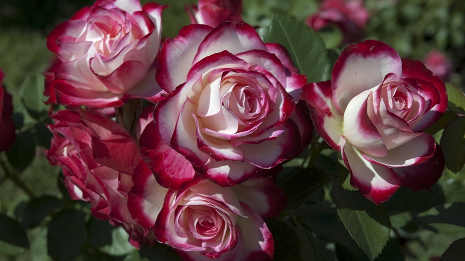 Autors: Publicitātes foto