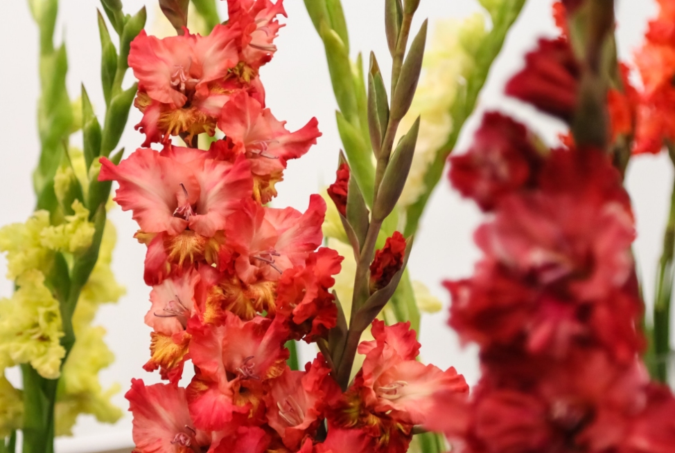 Autors: Publicitātes foto