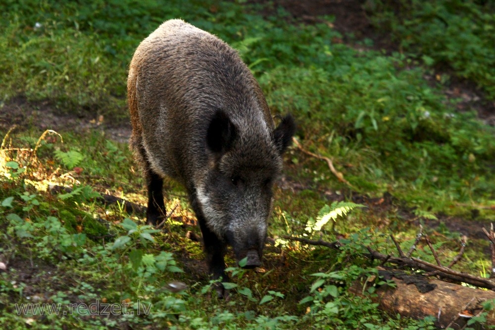 Aluksniesiem.lv raksta attēla aizvietotājs