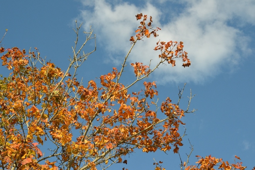 Autors: meteolapa.lv