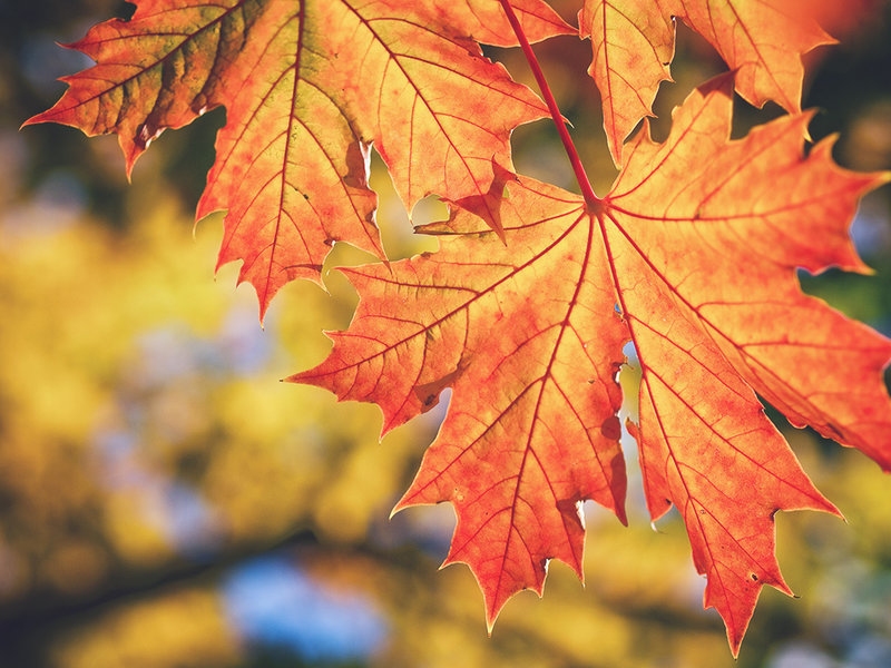 Autors: brivbridis.lv