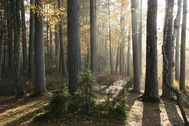 Autors: Putniadazos.lv