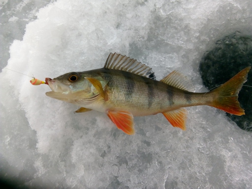 Autors: Uldis Dobelis