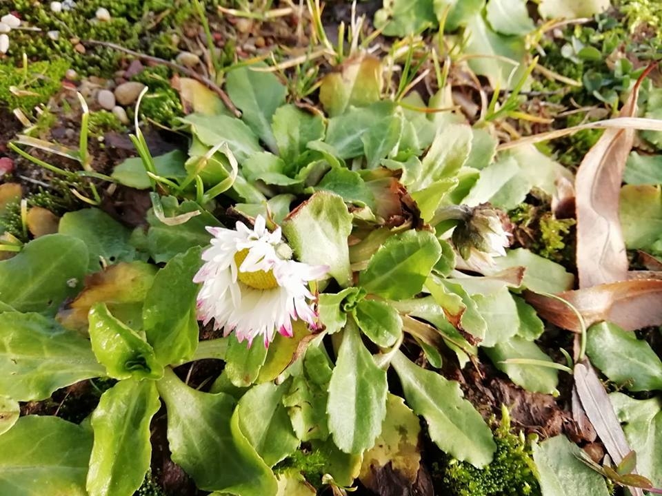 Autors: Valija Beluza