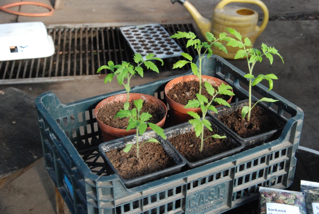 Autors: Uldis Dobelis