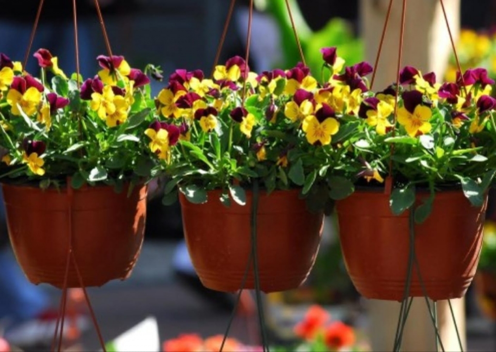 Autors: Publicitātes foto