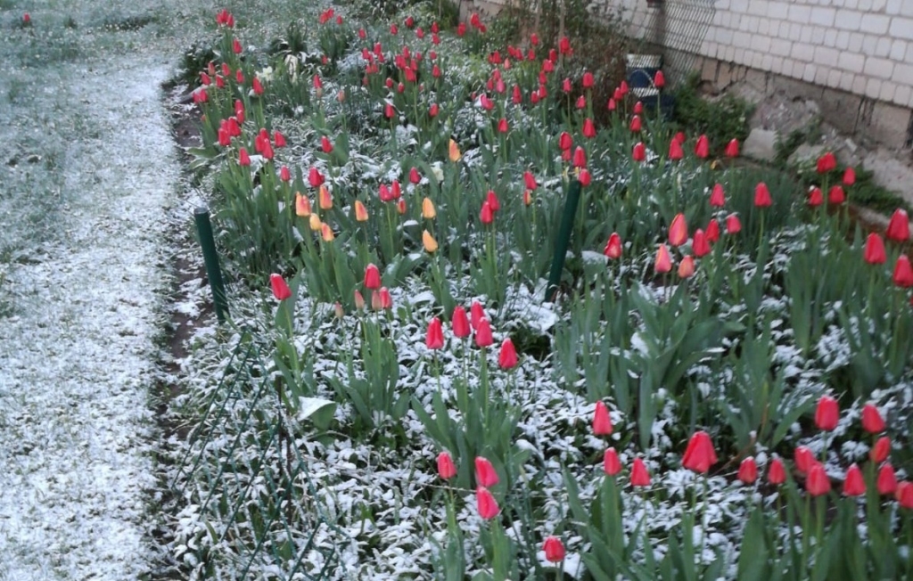 Sniegs sešos no rīta Ventspils novada Ancē.
Autors: Sandra Liepiņa