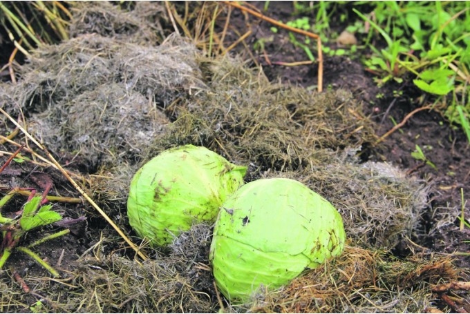 Autors: Loreta Jargane