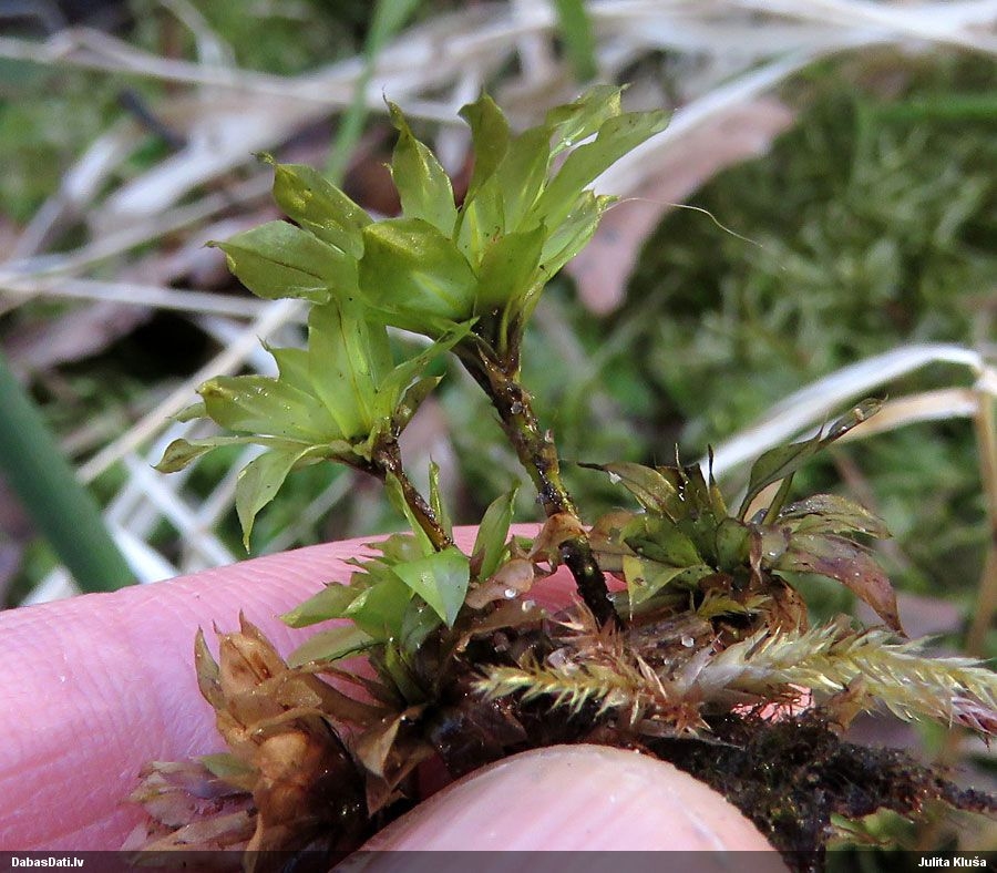 Autors: Dabasdati.lv