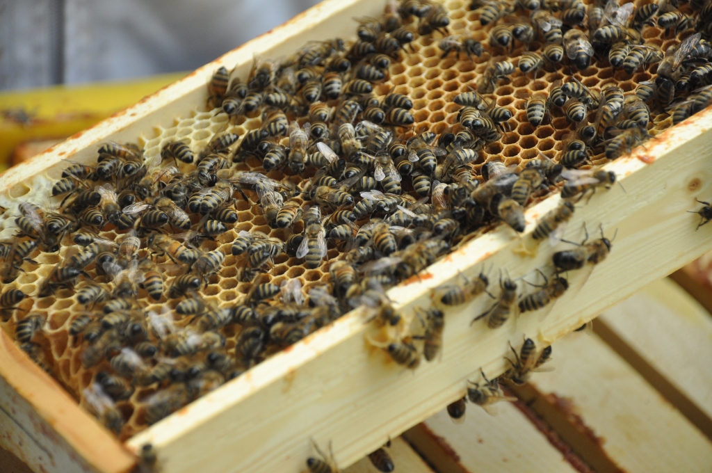 Autors: Dainis Ģelzis