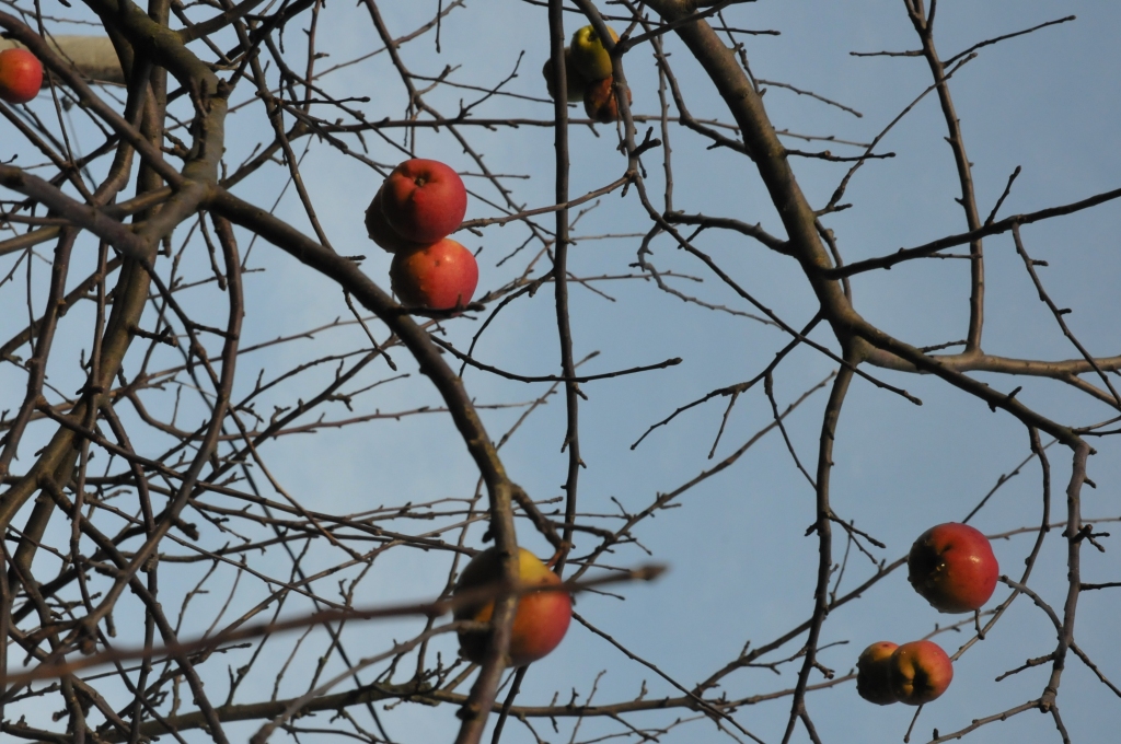 Autors: Dainis Ģelzis