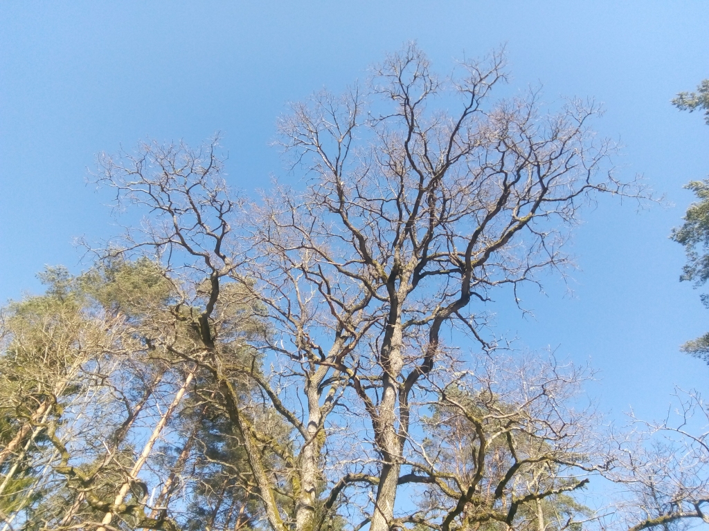 Autors: Uldis Dobelis