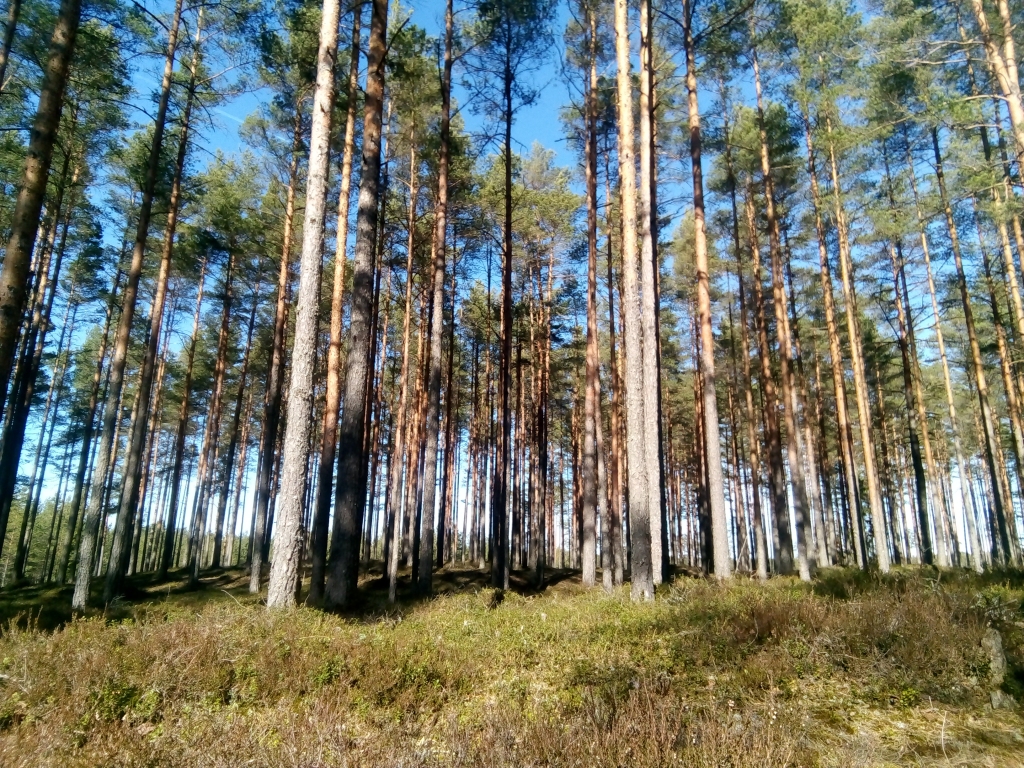 Autors: Uldis Dobelis