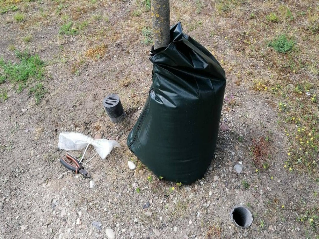 Liepājā jauniestādīto kociņu laistīšanai izmanto ūdens maisus.
Autors: Komunālās pārvaldes arhīva foto