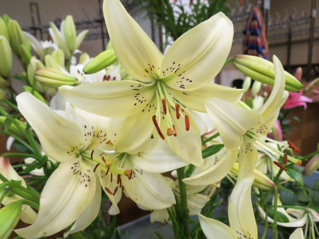 Autors: Publicitātes foto