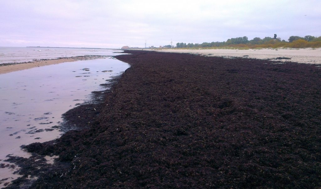 Liepājas pludmalē ir izskalots liels daudzums jūras aļģu.
Autors: Liepaja.lv