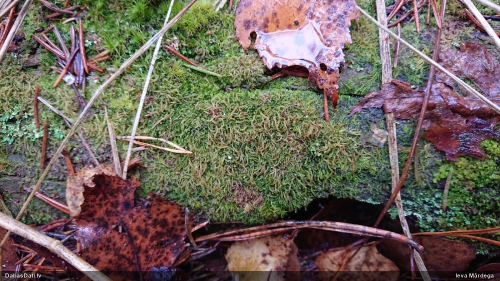 Autors: Ieva Mārdega/Dabasdati.lv