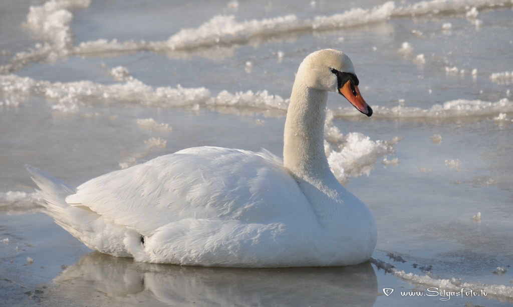 Autors: Selga Bērziņa