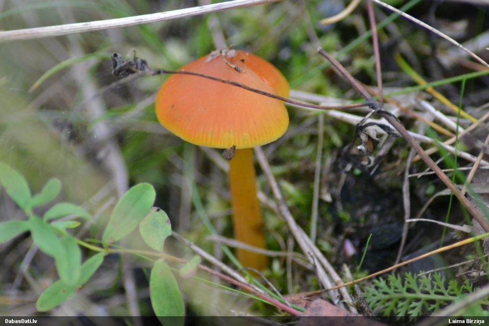 Autors: Laima Birziņa/DabasDati.lv