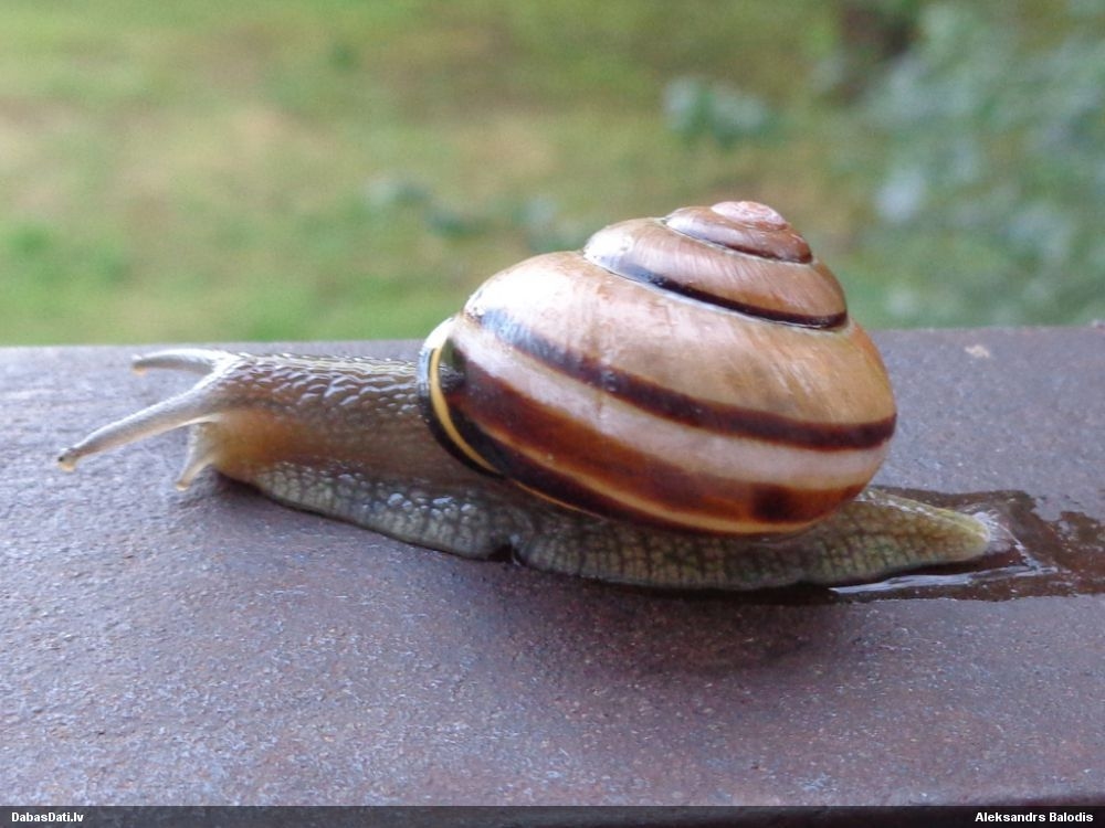 Autors: Aleksandrs Balodis/DabasDati.lv