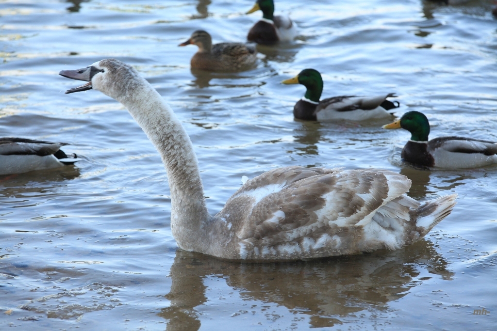 Autors: Modris Helds