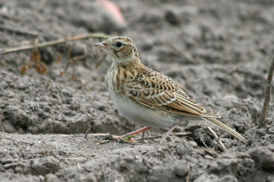 Autors: Marita Krūze/putni.lv