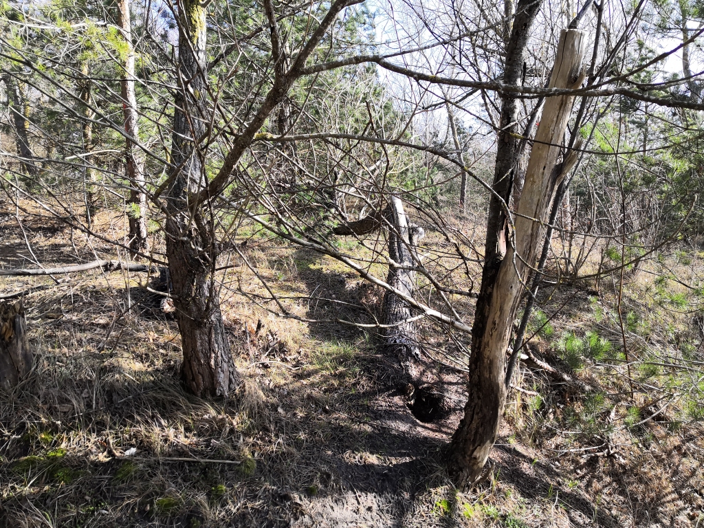 Piekrastes kāpās tiks izzāģēti arī bojātie, lūzušie, slimie augi. Te būs mežaudze, kur starp biezākām un skrajākām koku grupām būs atklāti laukumi (lauces) un augšanas priekšrocības piešķirtas vērtīgo dažāda vecuma, augstuma un dimensiju priedēm, ozoliem, bērziem, smiltāju kārkliem un citām  kokaugu sugām.
Autors: Alda Damberga