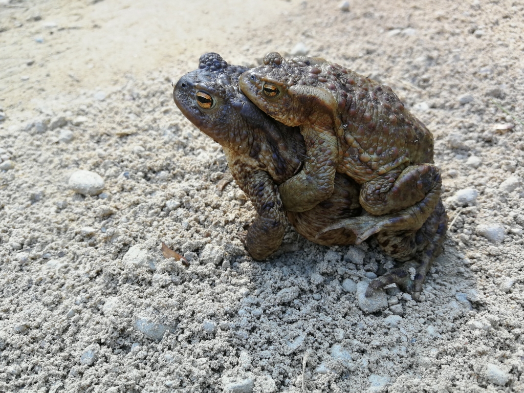 Autors: Publicitātes foto