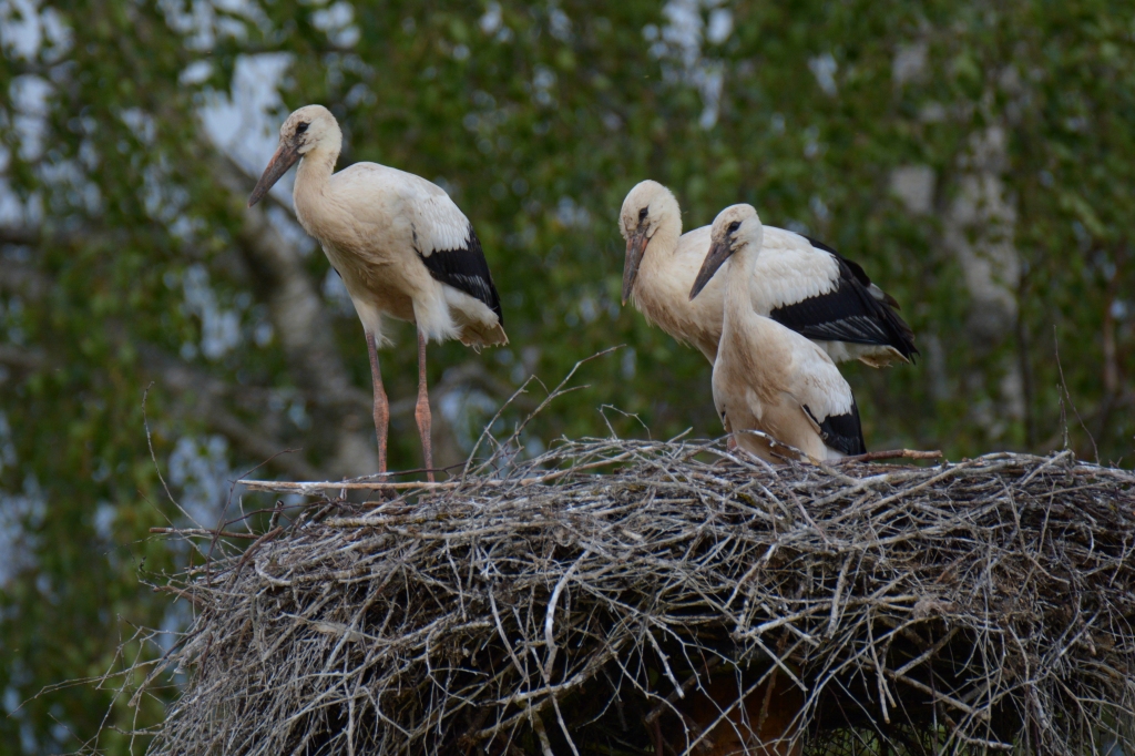 Autors: Armands Majevskis