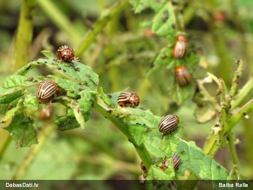 Autors: Baiba Ralle/Dabasdati.lv