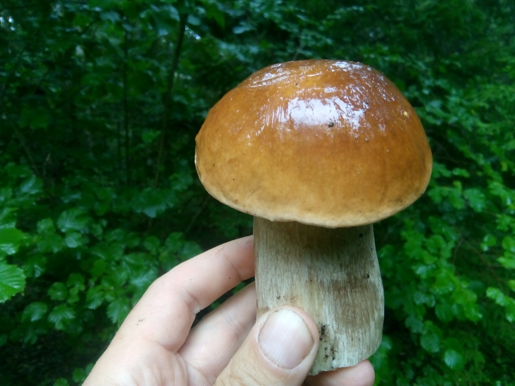 Autors: Uldis Dobelis