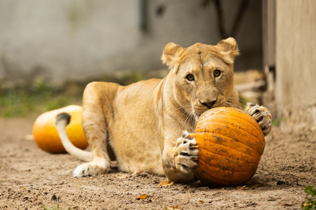 Autors: Publicitātes foto