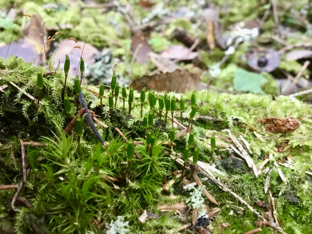 Autors: Publicitātes foto